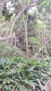 La jungle dans la ville